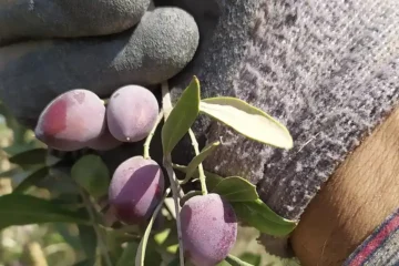 Olive harvesting in Hebron Governorate, southern West Bank