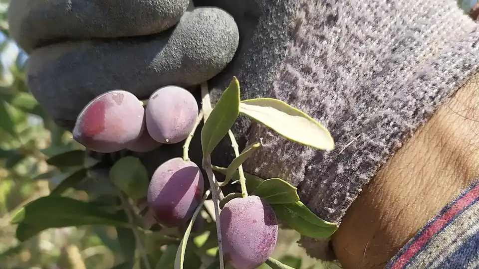 Olive harvesting in Hebron Governorate, southern West Bank