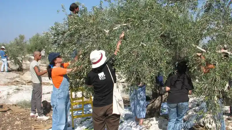 Israeli and Palestinian olive harvesters at work in the village of Qafin in the northern West Bank